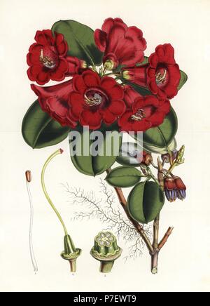 Dr. Thomson's Rhododendron, Rhododendron Thomsonii. Von Joseph Dalton Hooker, benannt nach Dr. Thomas Thomson kopiert. Papierkörbe Lithographie von Louis Van Houtte und Charles Lemaire's Blumen der Gärten und Treibhäuser von Europa, Flore de Serres et les Jardins de l'Europe, Gent, Belgien, 1851. Stockfoto