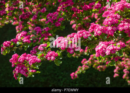 Doppelklicken blühenden Zierpflanzen Weißdorn Crataegus Paul's Scarlet in voller Blüte im Mai in einem Englischen Garten, Großbritannien Stockfoto