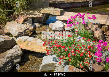 Ein englischer rock Garten mit Wasserfall und blühende Pflanzen einschließlich Rosa armeria im Mai Stockfoto