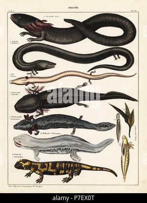 Mehr Sirene, Siren lacertina, drei-toed amphiuma, Amphiuma tridactylum, OLM, Proteus anguinus (anfällig), axolotl, Ambystoma mexicanum (vom Aussterben bedroht), Zwerg waterdog, Necturus punctatus, Hellbender, Cryptobranchus alleganiensis, Feuersalamander, Salamandra salamandra, Newt, Pleurodelinae Arten. Lithographie von Universal natürlichen von Lorenz oken Geschichte, Allgemeine Naturgeschichte Fell alle Stande, Stuttgart, 1841. Stockfoto