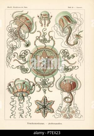 Trachymedusae Quallen: Geryonia Proboscidalis 1-7. Farblitho von Adolf Glitsch von einer Abbildung von Ernst Haeckel von Kunstformen in der Natur, Kunstformen der Natur, Liepzig, Deutschland, 1904. Stockfoto