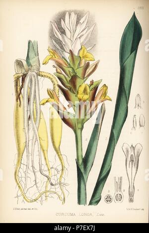 Gelbwurz, Curcuma longa. Papierkörbe Lithographie von Hanhart nach einem botanischen Abbildung von David Blair von Robert Bentley und Henry Trimen von Heilpflanzen, London, 1880. Stockfoto