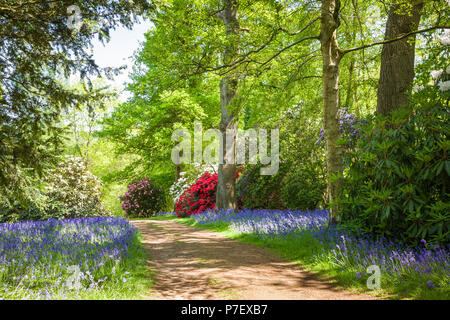 Frühling im Bowood Woodland Garden gemischte Laub- und Nadelhölzern, Englisch bluebells und Rhododendren im Mai Stockfoto