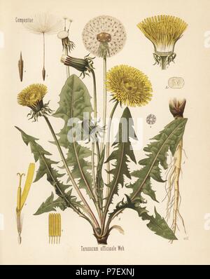 Gemeinsamen Löwenzahn, Taraxacum Campylodes (Taraxacum Officinale). Farblitho nach eine botanische Illustration von Walther Müller aus Heilpflanzen Hermann Adolph Koehler, herausgegeben von Gustav Pabst, Köhler, Deutschland, 1887. Stockfoto