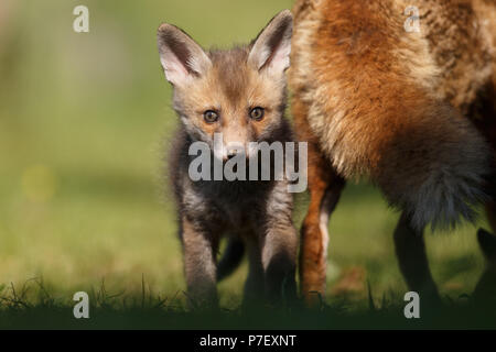 Red Fox Cub, die Erforschung ihrer neuen Welt Stockfoto
