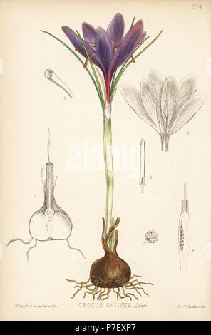 Safran Crocus sativus. Papierkörbe Lithographie von Hanhart nach einem botanischen Abbildung von David Blair von Robert Bentley und Henry Trimen von Heilpflanzen, London, 1880. Stockfoto