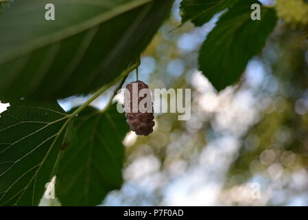 Auf einem grünen Baum mit Zweigen und grünen Blättern sind die Früchte der Maulbeere. Stockfoto