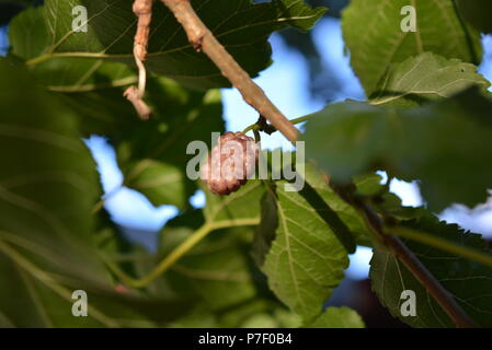 Auf einem grünen Baum mit Zweigen und grünen Blättern sind die Früchte der Maulbeere. Stockfoto