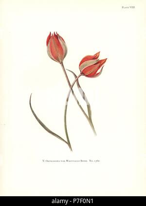 Tulipa orphanidea var. whittallii Nr. 1560. Siebdruck Botanische Illustration von Elsie Katherine Deiche von William R. Deiche "Erläuterungen zur Tulip Arten, Herbert Jenkins Ltd., London, 1930. Stockfoto