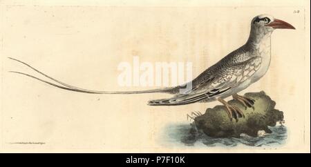 Red-billed tropicbird, Phaethon aethereus (Ethereal tropic Bird). Papierkörbe Kupferstich gezeichnet und gestochen von Richard Polydore Nodder von William Elford Leach's Zoologischen Miscellany, McMillan, London, 1815. Stockfoto