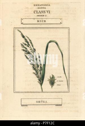 Reis, Oryza Sativa. Papierkörbe Kupferstich nach einer Illustration von Richard Duppa aus seinem Die Klassen und Aufträge Der Linnaeische System der Botanik, Longman, Hurst, London, 1816. Stockfoto