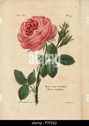 Kohl Rose, Rose cent feuilles, Rosa centifolia. Papierkörbe Lithographie von Lecouturier nach einem botanischen Illustration von Mlle. F. Legendre von Pierre Boitard Rose-Lover's das komplette Handbuch, Roret, Paris 1836. Stockfoto