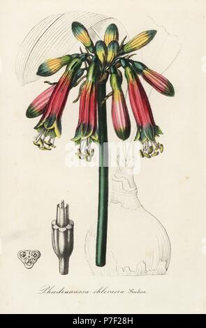 Phaedranassa Dubai (Phaedranassa chloracra). Papierkörbe Lithographie von Louis Van Houtte und Charles Lemaire's Blumen der Gärten und Treibhäuser von Europa, Flore de Serres et les Jardins de l'Europe, Gent, Belgien, 1845. Stockfoto