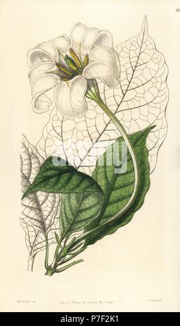 Engels Trompeten, Euclinia longiflora (Herzog von Devonshire gardenia, Gardenia devoniana). Papierkörbe Kupferstich von George Barclay nach einer Abbildung von Miss Sarah Drake von Edwards' Botanische Registrieren, von John Lindley, London, Ridgeway, 1846 bearbeitet werden. Stockfoto