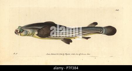 Große 4-eyed Fisch, Anableps anableps (als 4-eyed, anableps Anableps tetropthalmus). Abbildung gezeichnet und von Richard Polydore Nodder eingraviert. Papierkörbe Kupferstich von George Shaw und Frederick Nodder Der naturalist's Miscellany, London, 1801. Stockfoto