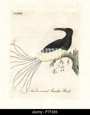 12 verdrahtete Bird-of-Paradies, Seleucidis melanoleucus (Rothschildi nigricans). Papierkörbe Kupferplatte gezeichnet und von John Latham aus seiner eigenen eine allgemeine Geschichte der Vögel, Winchester, 1822 eingraviert. Stockfoto