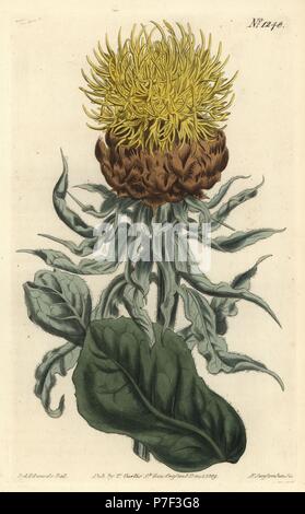 Riesige flockenblume oder großen gelben centaury, Centaurea Macrocephala. Papierkörbe Kupferstich von F. Sansom jr. Nach einer Illustration von Sydenham Edwards von William Curtis Botanical Magazine, T. Curtis, London, 1809. Stockfoto