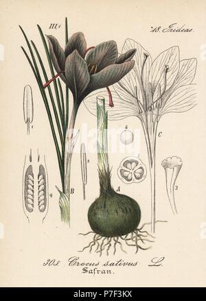 Safran crocus, Crocus sativus. Papierkörbe Lithographie von Diederich von Schlechtendal der Deutschen Flora (Flora von Deutschland), Jena, 1871. Stockfoto