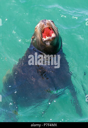 Ein California sea lion Gähnen, als er in der warmen Sonne entspannt. Stockfoto