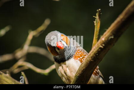 Schließen Sie herauf Bild von einem Zebra Finch (Taeniopygia guttata) in einem Baum Stockfoto