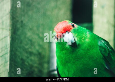 Die rot-gekrönte Sittich oder Red-fronted parakeet (Cyanoramphus novaezelandiae) ist ein kleiner Papagei aus Neuseeland. Stockfoto