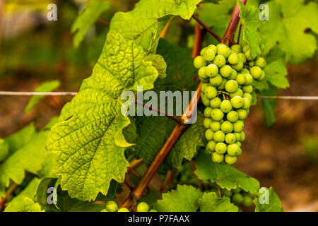 Grüne Trauben reifen. Unreife grüne Pinsel der Trauben. Stockfoto