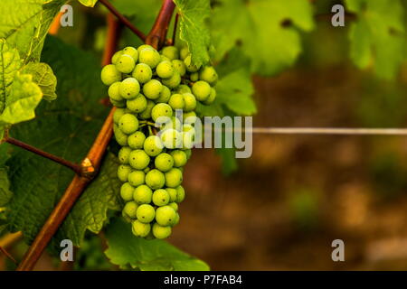 Grüne Trauben reifen. Unreife grüne Pinsel der Trauben. Stockfoto