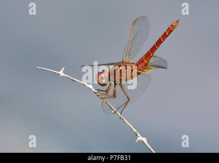 Libelle auf der Suche Stockfoto