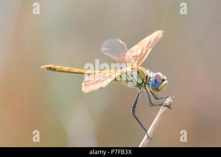 Libelle auf der Suche Stockfoto