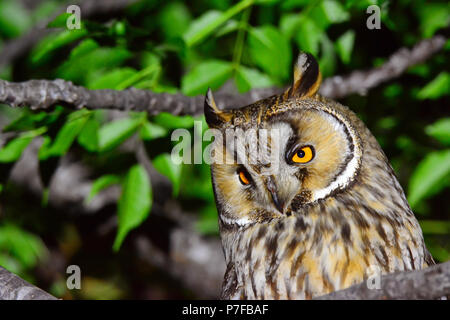 Waldohreule (Asio otus) Stockfoto