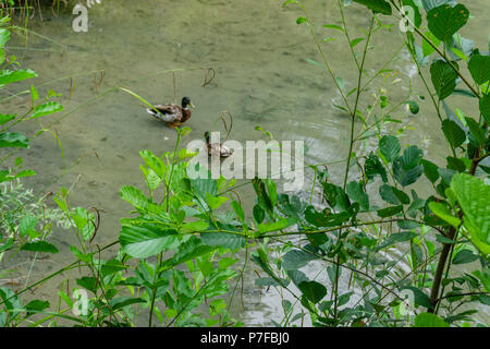 Park in der Kurie; Tamengos; Anadia; Portugal Stockfoto