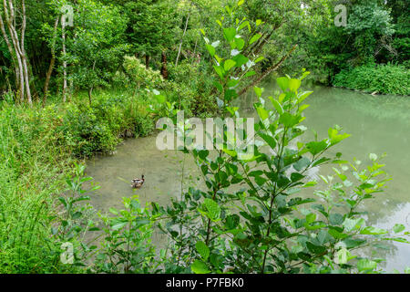 Park in der Kurie; Tamengos; Anadia; Portugal Stockfoto