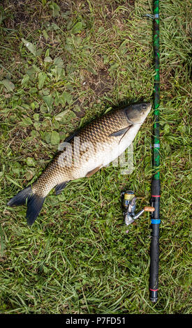 Fang von Süßwasserfischen und Angelruten, Angelrollen auf grünem Gras. Weiß amour und Angelrute mit Haspel liegend auf grünem Gras. Angeln Konzept Stockfoto