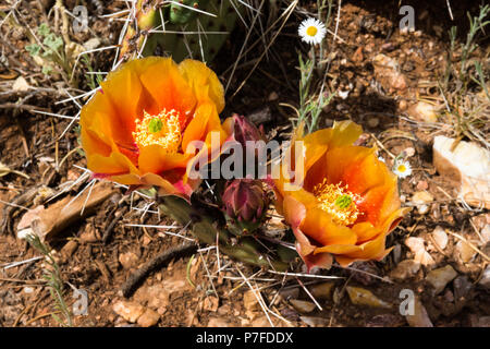 Paar orange Blüten auf einem feigenkakteen in der Nähe des South Rim des Grand Canyon in Arizona. Stockfoto