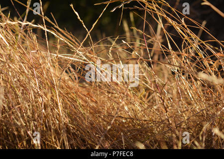 Präsenz, Zufriedenheit und Gelassenheit: Hohes Gras in Wind bei Sonnenaufgang in der Nähe von Campingplatz und Trailhead in Kalifornien. Stockfoto