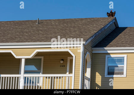 Junge Truthahngeier Trocknung ist Flügel, während er auf dem Dach des Wohnhauses, Castle Rock Colorado USA. Stockfoto