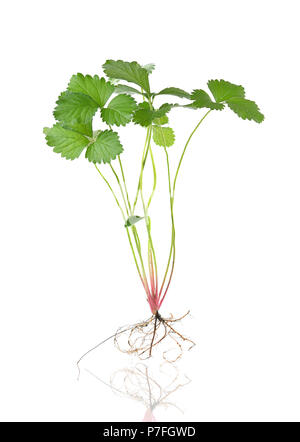 Wurzeln und Blätter der Erdbeere auf weißem Hintergrund Stockfoto