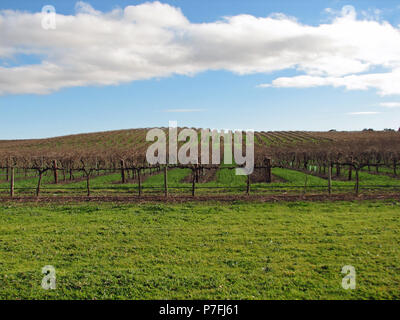 Winter Reben wachsen im Barossa Valley, South Australia. Der Wein spielt eine wichtige Rolle im Barossa die wichtigste Quelle für die Beschäftigung Stockfoto