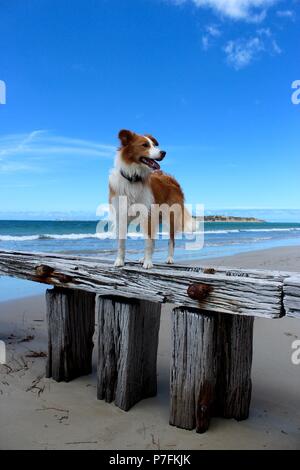 Border Collie Hund auf Wharf am Strand Stockfoto