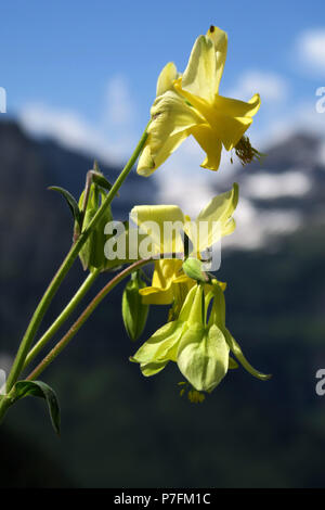 Gelbe Columbine, Glacier National Park Stockfoto