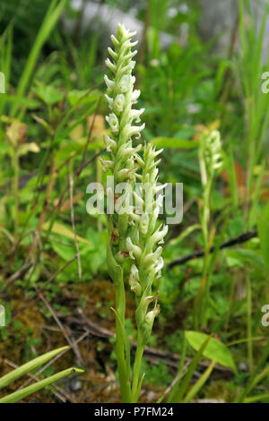 Hooded Damen - tresses, Glacier National Park Stockfoto