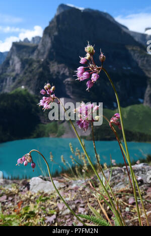 Allium moly, Glacier National Park Stockfoto