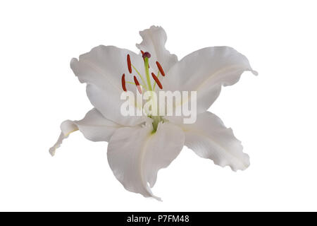 Single Lilly Blütenkopf, makellos und rein weiss. Ein gutes Bild für ein blumengeschäft oder Beerdigung deirector. Auf weissem Hintergrund. Stockfoto