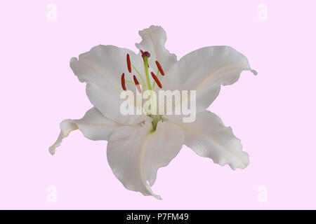 Single Lilly Blütenkopf, makellos und rein weiss. Ein gutes Bild für ein blumengeschäft oder Beerdigung deirector. Auf Rosa Hintergrund. Stockfoto