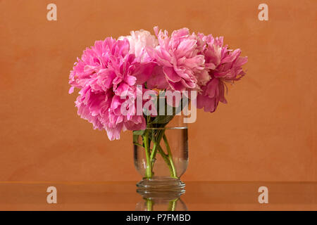Gemeinsame Pfingstrosen (Paeonia officinalis) in einem Glas Vase, Bayern, Deutschland Stockfoto