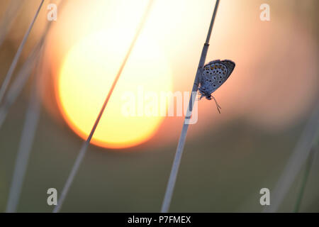 Gossamer winged Schmetterling (Lycaenidae) auf einem Grashalm bei Sonnenuntergang, Tschechische Republik Stockfoto