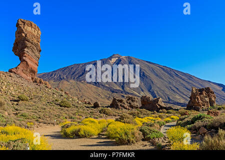 Felsen Los Roques de Garcia vor Vulkan Pico del Teide, blühende flixweed (Descurainia bourgaeana), Nationale Stockfoto