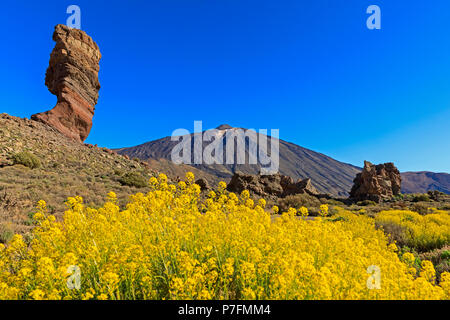 Felsen Los Roques de Garcia vor Vulkan Pico del Teide, blühende flixweed (Descurainia bourgaeana), Nationale Stockfoto