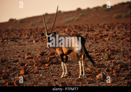 Oryx (Oryx Antilopen) marschiert durch die karge Geröllhalden Landschaft in der Abendsonne, Kunene, Namibia Stockfoto