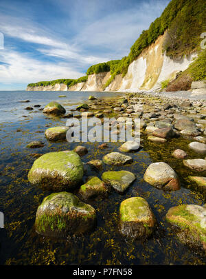 Steine mit Algen am Ufer der Ostsee vor der Kreidefelsen der Klippen, Nationalpark Jasmund Stockfoto